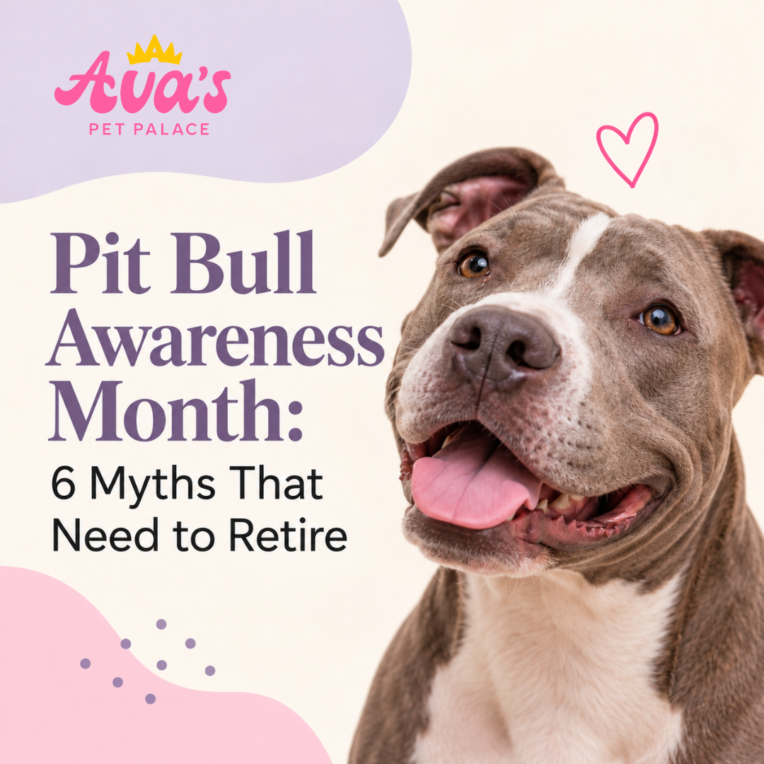 Pit Bull Awareness Month: 6 Myths That Need to Retire