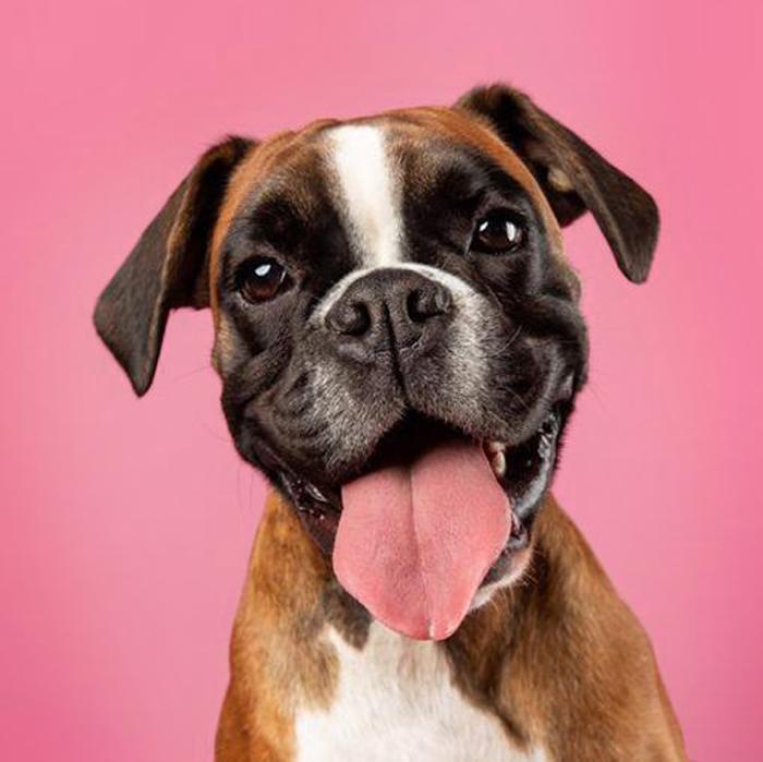 Ava's Dog Treats Ava's Pet Palace