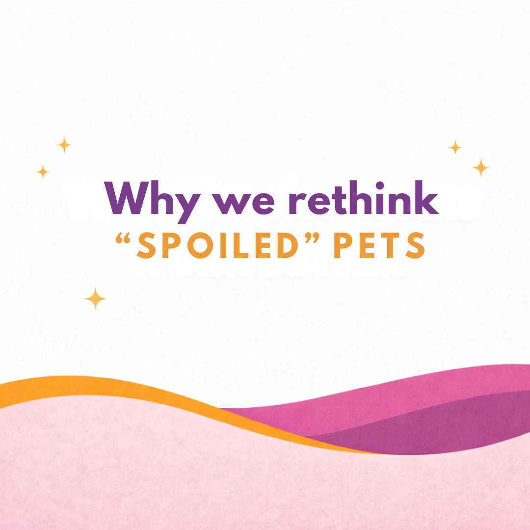 Why We Don’t Believe in “Spoiling” Pets