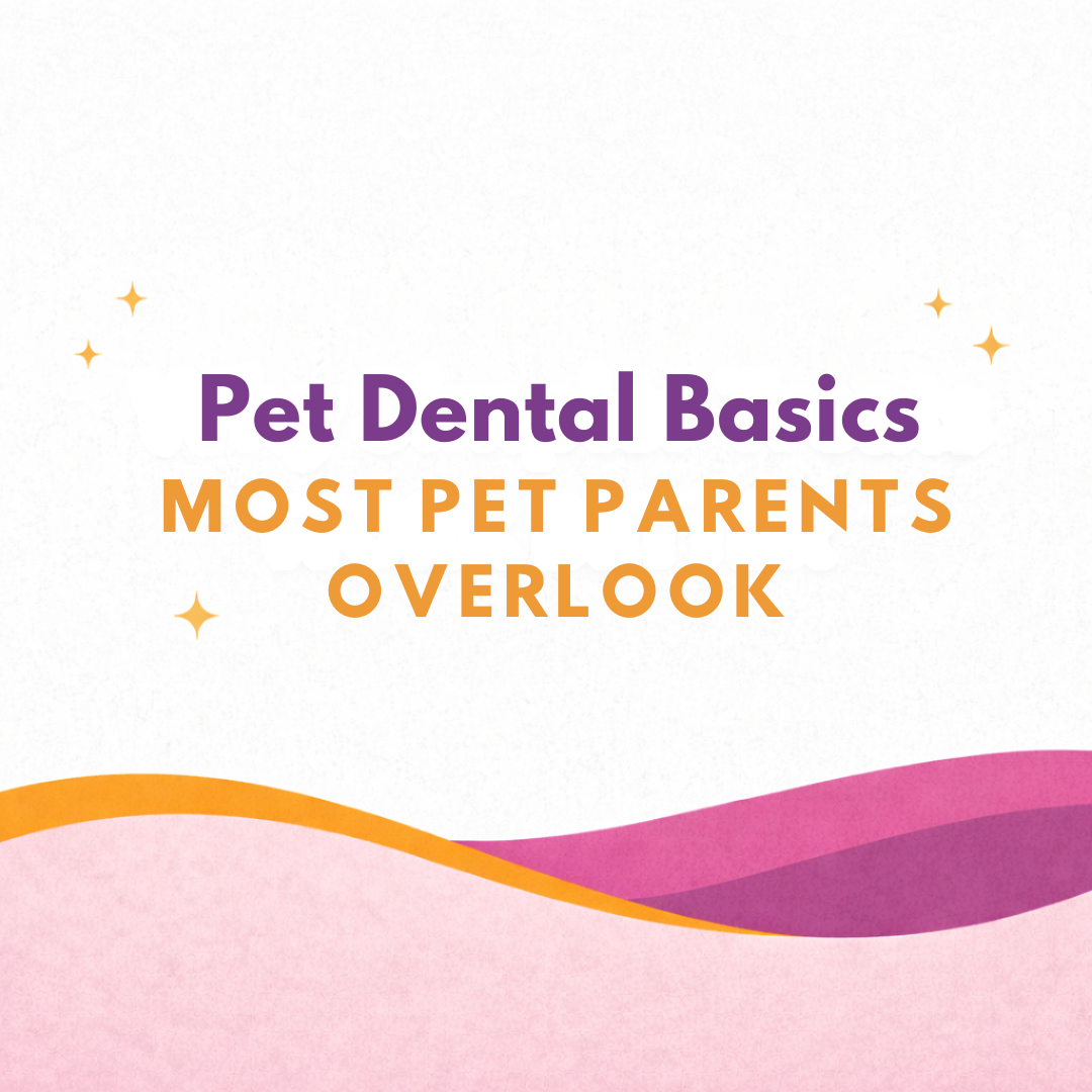 Pet Dental Health Month: The Simple Things Pet Parents Overlook