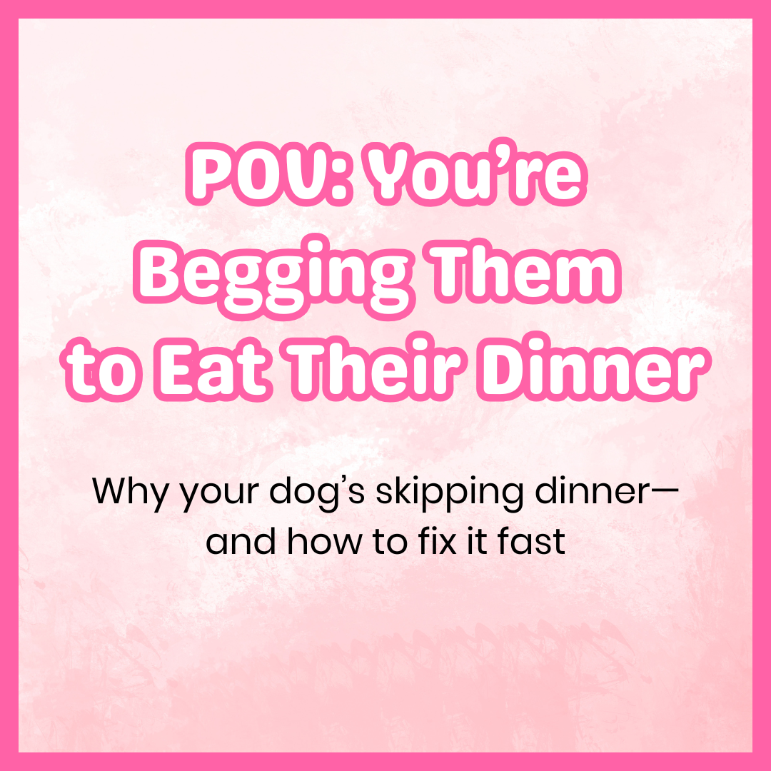 Why Your Dog Might Be Ignoring Their Food (And How to Fix It)