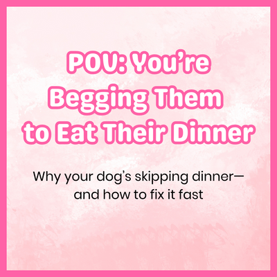 Why Your Dog Might Be Ignoring Their Food (And How to Fix It)