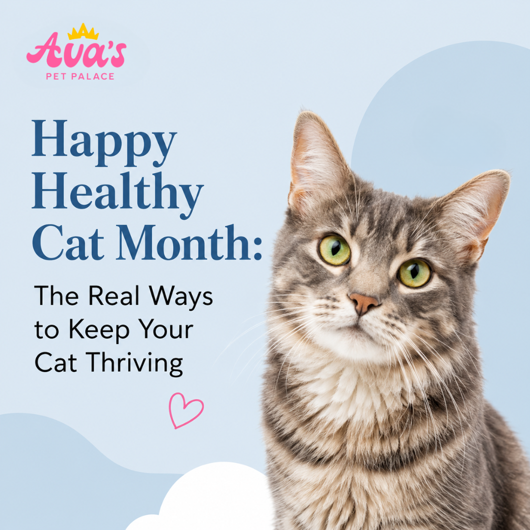 Happy Healthy Cat Month: The Real Ways to Keep Your Cat Thriving