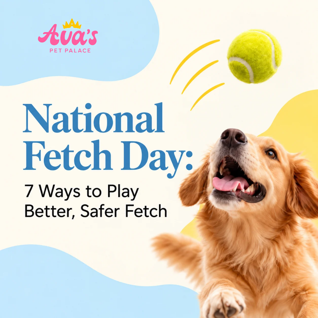 National Fetch Day: 7 Ways to Play Better, Safer Fetch