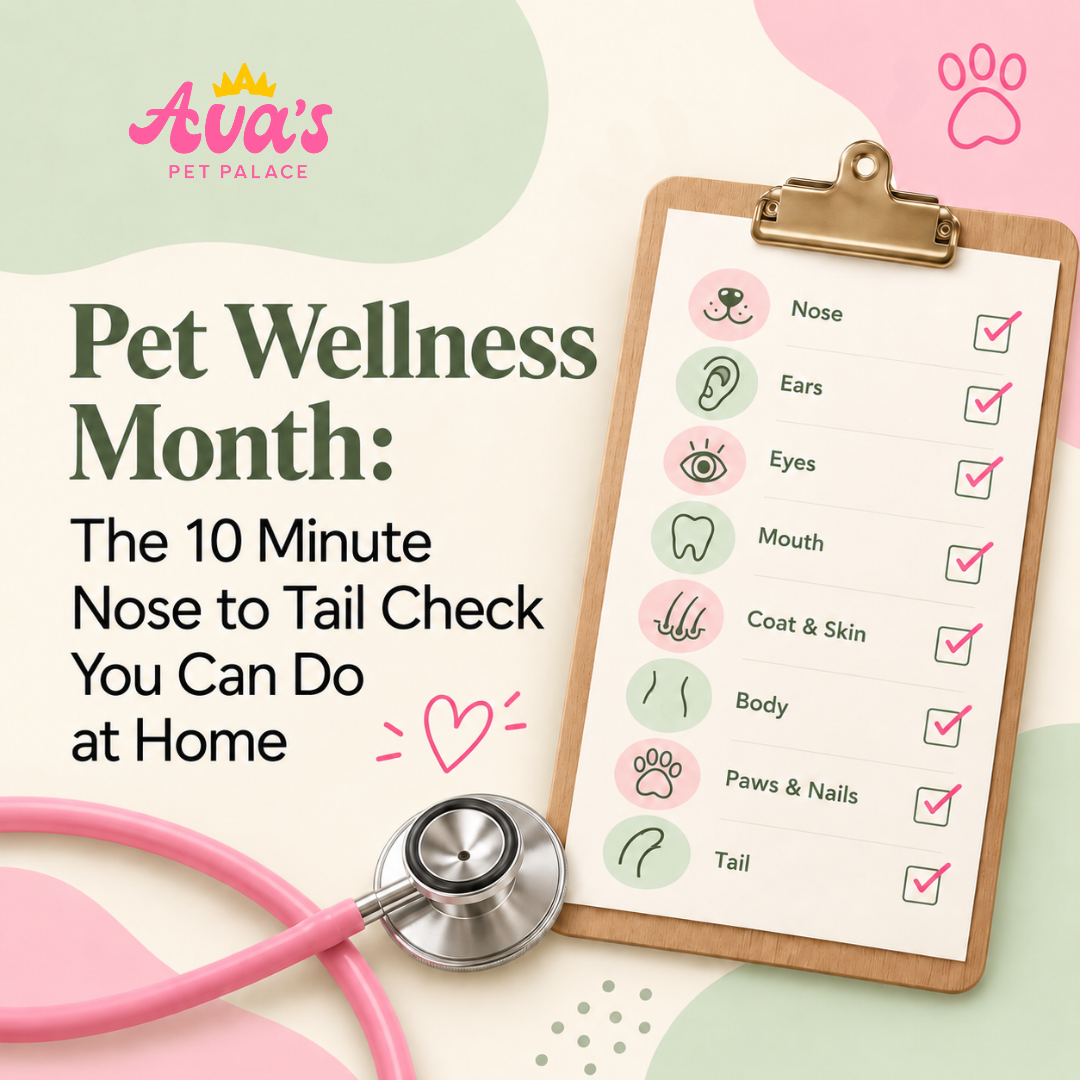 Pet Wellness Month: The 10 Minute Nose to Tail Check You Can Do at Home