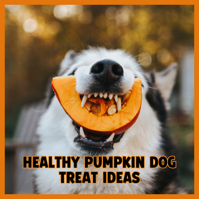 Healthy Pumpkin Treat Ideas for Your Dog This Fall