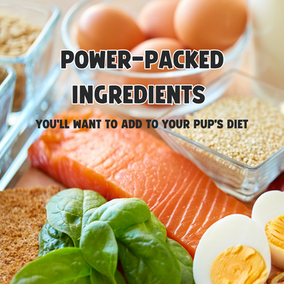 Superfoods for Dogs: The Power-Packed Ingredients You’ll Want to Add to Your Pup’s Diet