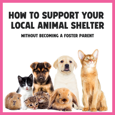 Support Your Local Animal Shelter (Without Becoming a Foster Parent)