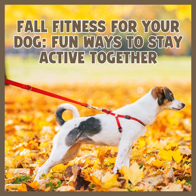 Fall Fitness for Your Dog: Fun Ways to Stay Active Together