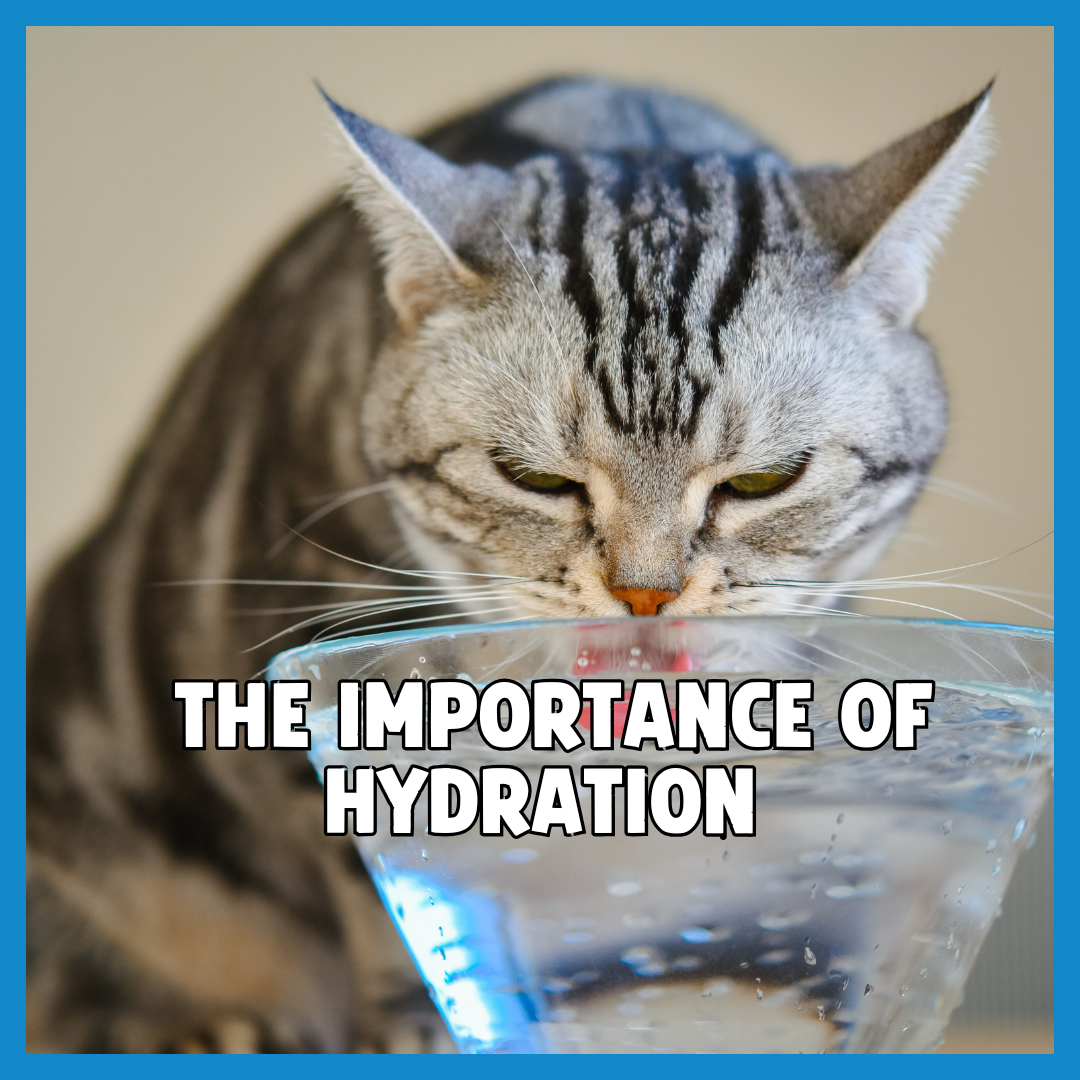 The Importance of Hydration for Pets 💧🐶🐱