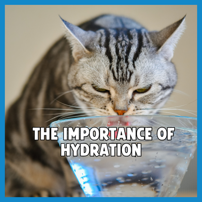 The Importance of Hydration for Pets 💧🐶🐱