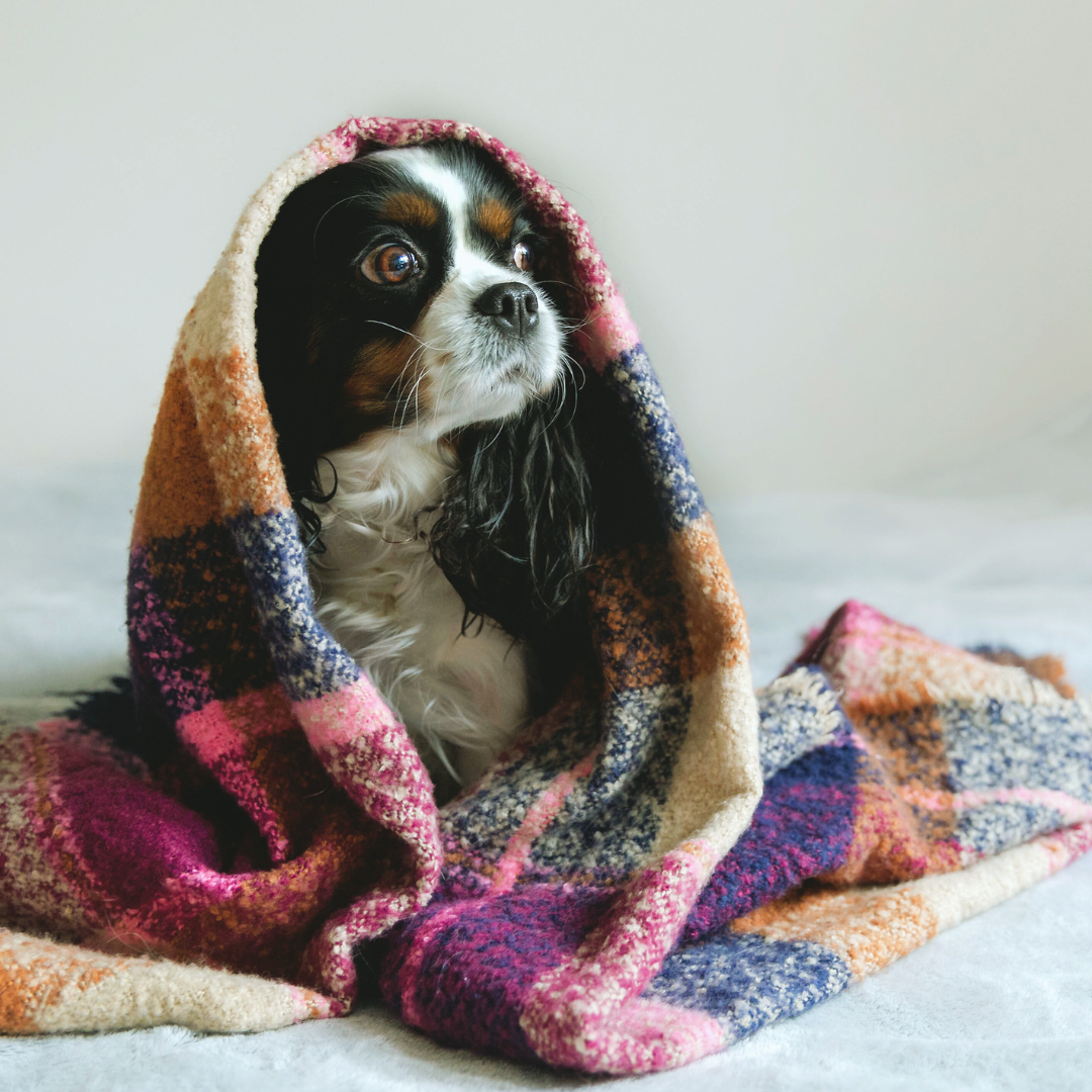 How to Get Your Dog Ready for Fall After a Fun Summer 🍂🍁🐶
