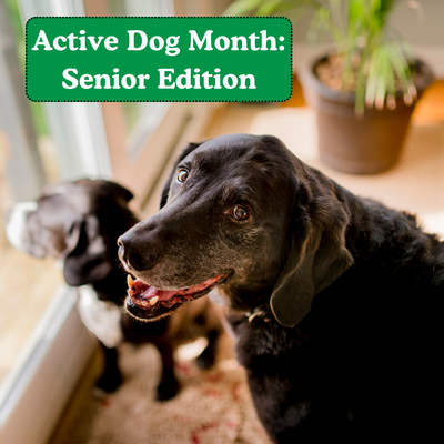 Celebrating Active Dog Month with Your Senior Pup