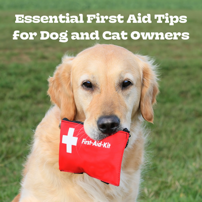 Essential First Aid Tips for Dog and Cat Owners – National Pet First Aid Awareness Month