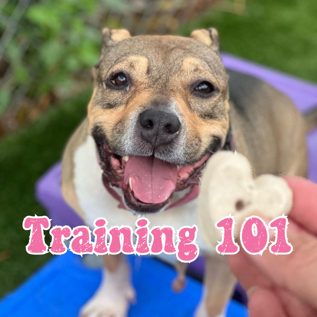 10 Simple Commands to Teach Your Dog with Ava's Treats