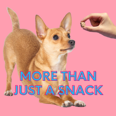 More Than Just a Snack: How Treats Strengthen Your Relationship with Your Dog