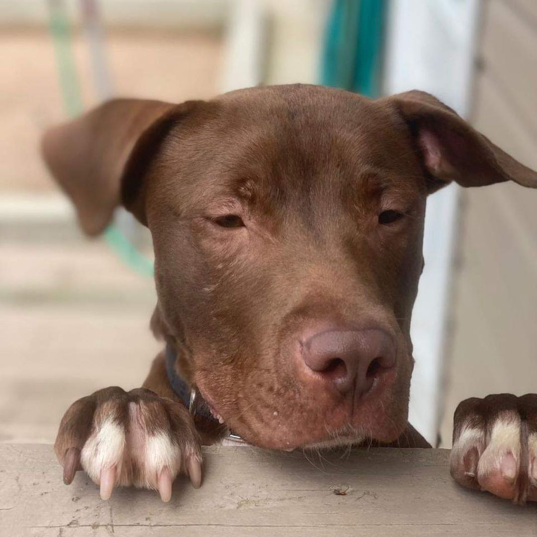 Giving Update Black Noah's Rescue