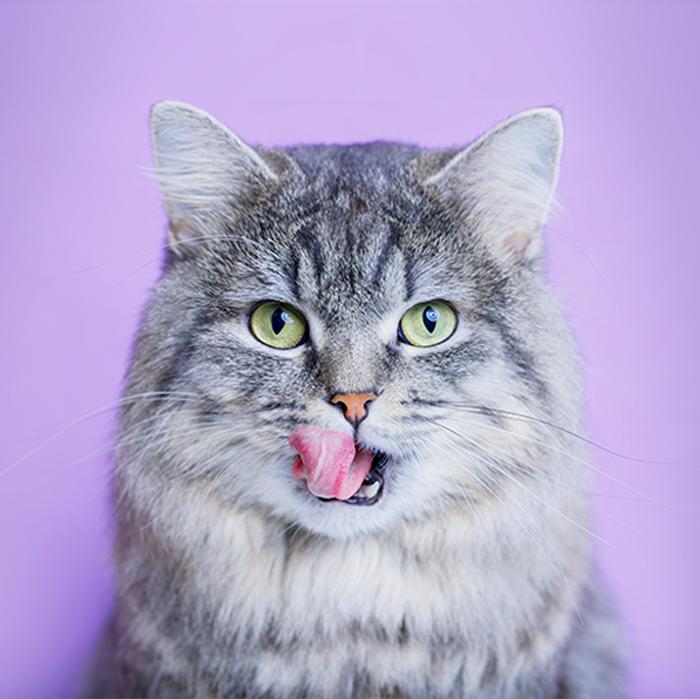 Cat Treats