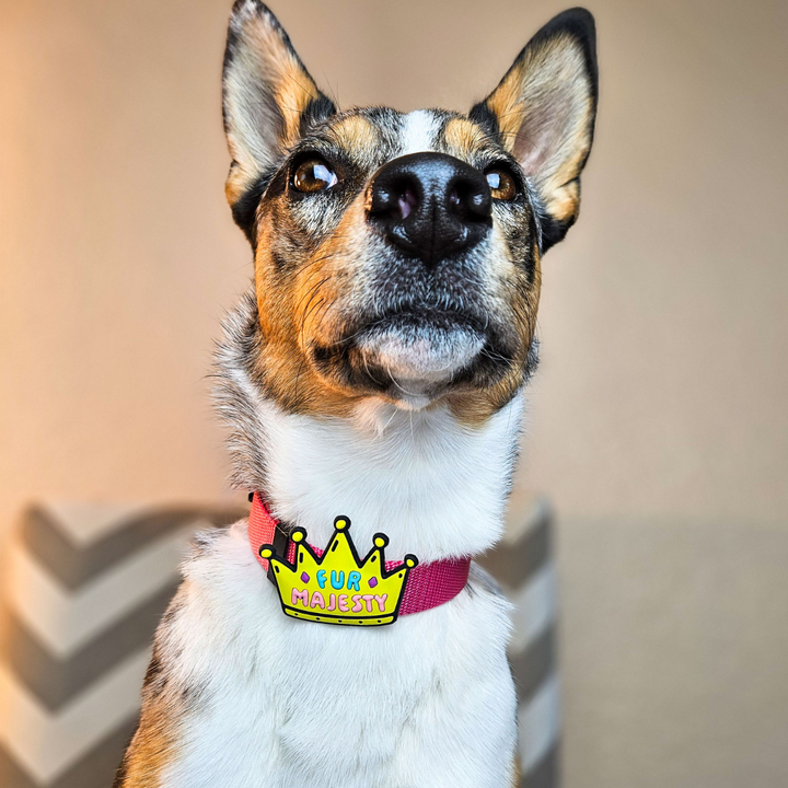 Fur Majesty Dog Jiby – Ava's Pet Palace