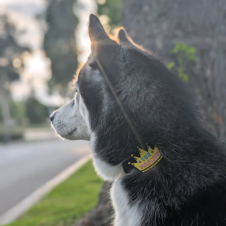 Fur Majesty Dog Jiby – Ava's Pet Palace