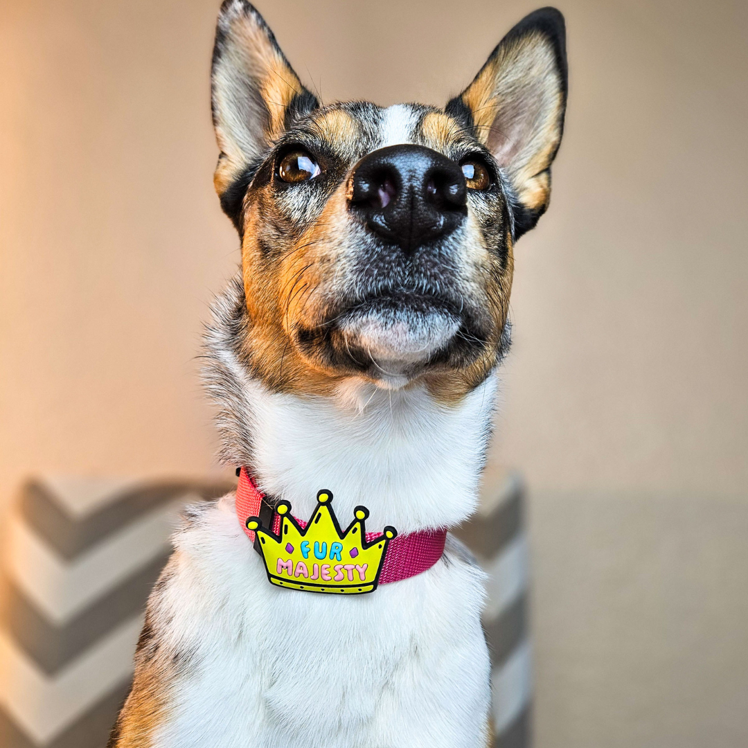 Fur Majesty Jiby dog crown