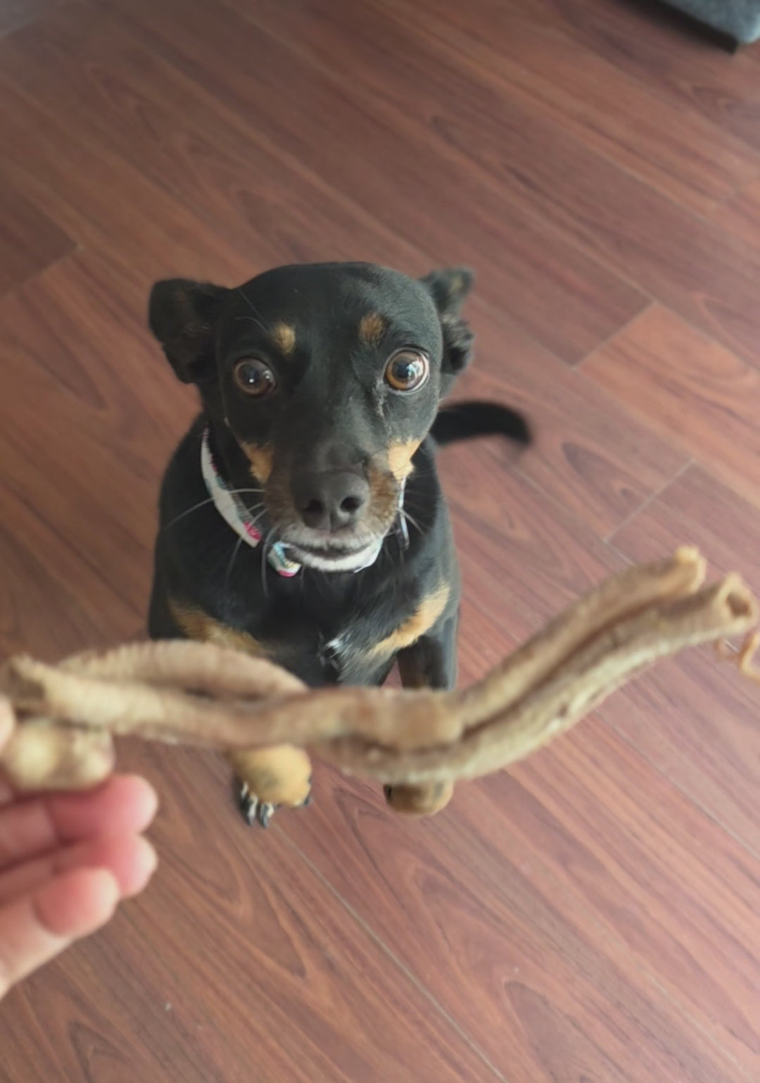 Load video: Freeze Dried Duck Trachea - Quackles