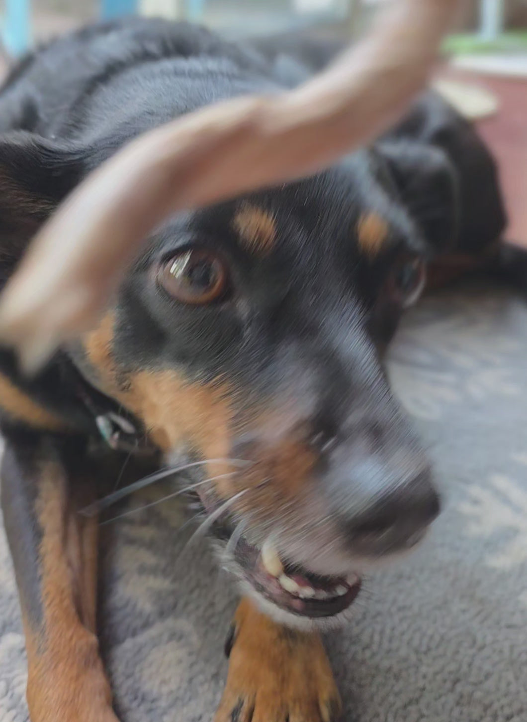 Load video: Freeze Dried Duck Trachea - Quackles