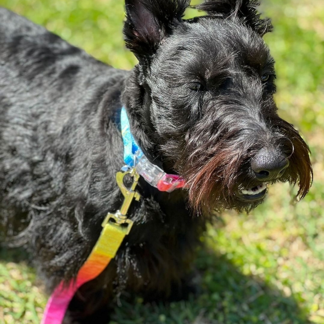 Signature Dog Collar